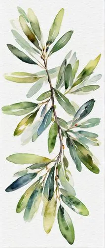 eucalyptus,olive tree,watercolor leaves,olive branch,mistletoe berries,watercolor pine tree,podocarpus,bay laurel,bay leaf,russian olive,curry leaves,watercolour leaf,lemon myrtle,cherry laurel,jojoba oil,oleaceae,watercolor tree,olive oil,watercolor tea,watercolor wreath,Conceptual Art,Oil color,Oil Color 10