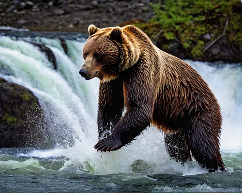 brown bear,grizzly bear,brown bears,kodiak bear,bear kamchatka,great bear,nordic bear,bear market,grizzly,grizzlies,ice bears,bear guardian,grizzly cub,cute bear,bears,bear,american black bear,alaska,buffalo plaid bear,denali national park,Illustration,Realistic Fantasy,Realistic Fantasy 23