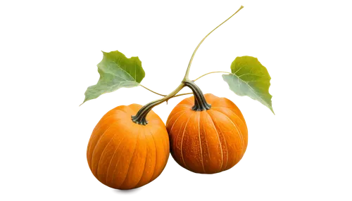 calabaza,figleaf gourd,ornamental gourds,gourds,naranjilla,gem squash,cucurbita,cucuzza squash,gourd,hokkaido pumpkin,bitter gourd,decorative pumpkins,autumn pumpkins,butternut,scarlet gourd,exotic cape gooseberry,winter squash,decorative squashes,pumkins,mini pumpkins,Art,Classical Oil Painting,Classical Oil Painting 32