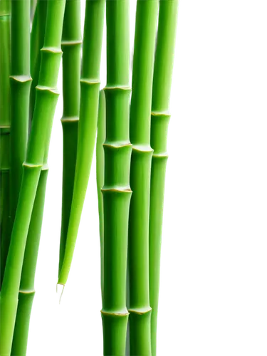 3D bamboo, individual stalks, intricate nodes, vibrant green, natural texture, cylindrical shape, gentle sway, morning dew, soft sunlight filtering through leaves, 3/4 composition, shallow depth of fi