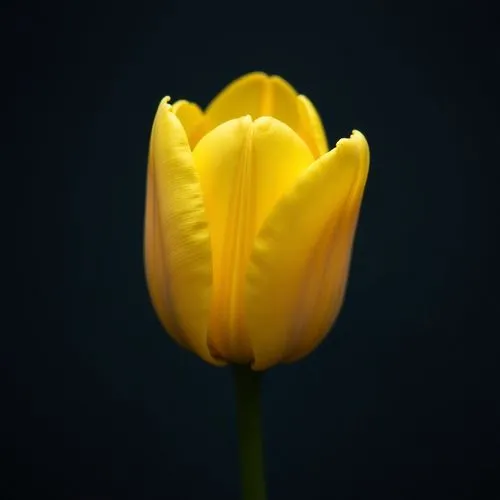 yellow orange tulip,tulip,tulipa,two tulips,tulip background,yellow tulips