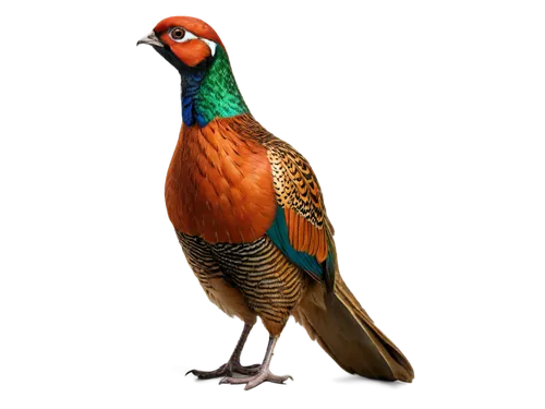 Pheasant, male, vibrant plumage, iridescent feathers, green head, red face, golden brown body, long tail, perched, looking up, detailed textures, soft lighting, shallow depth of field, 3/4 composition