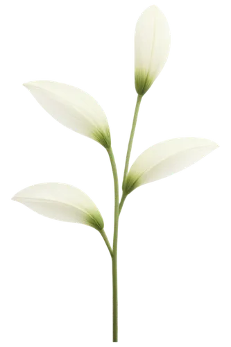 grass lily,grape-grass lily,cyperus,flowers png,echinochloa,elymus,panicle,grass blossom,sweet grass plant,garden star of bethlehem,spikelets,ikebana,minimalist flowers,star of bethlehem,sea oat grass,blooming grass,juncus,straw flower,palm lily,needlegrass,Art,Artistic Painting,Artistic Painting 09