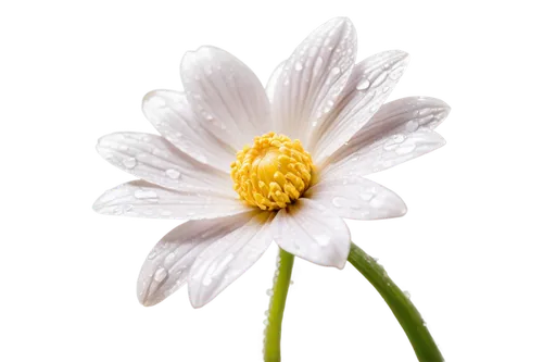 camomile flower,shasta daisy,leucanthemum,oxeye daisy,daisy flower,common daisy,ox-eye daisy,marguerite daisy,wood daisy background,perennial daisy,pyrethrum,leucanthemum maximum,white flower,cosmea,margueritte,white chrysanthemum,delicate white flower,camomile,the white chrysanthemum,daisy flowers,Conceptual Art,Fantasy,Fantasy 26