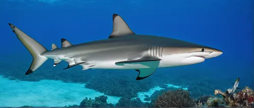 Adult blacktip reef shark (Carcharhinus melanopterus) underwater, Fakarava, French Polynesia, South Pacific, Pacific,bull shark,bronze hammerhead shark,nurse shark,sand tiger shark,tiger shark,hammerh