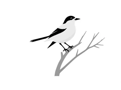 shrikes,butcherbirds,bushshrikes,helmetshrikes,butcherbird,pied avocet,Design Sketch,Design Sketch,Rough Outline