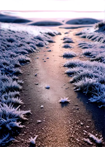 ground frost,footprints,footsteps,footprints in the sand,footstep,bird footprints,sand paths,ice landscape,foot prints,animal tracks,snow trail,frozen morning dew,snowfield,tracks in the sand,glitter trail,hare trail,pink sand dunes,crevasse,pathway,morning frost,Conceptual Art,Fantasy,Fantasy 03