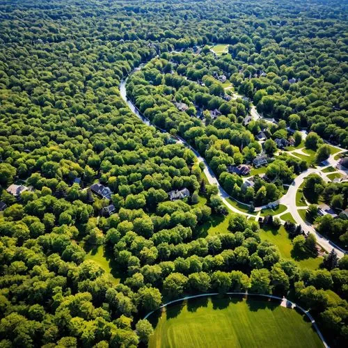 Michigan suburbs ,veluwe,tree-lined avenue,polders,the netherlands,tree lined avenue,green forest,soederberg,aaaa,tree lined,klarenbeek,drenthe,green trees,haarlemmermeer,chestnut forest,landcover,noo