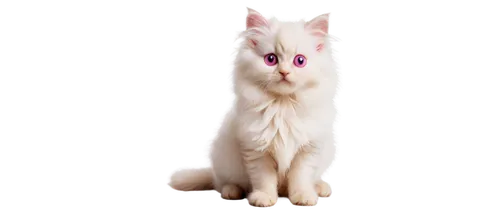 white cat,pink cat,colotti,cats angora,suara,british longhair cat,snowbell,bartok,cat image,ermine,angora,bewhiskered,breed cat,transparent background,whiskas,miao,cat vector,cat look,mellat,cuecat,Photography,Documentary Photography,Documentary Photography 35