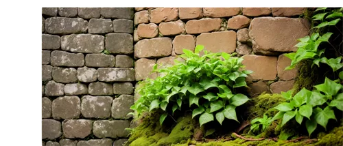 wall,liverwort,stone wall,background ivy,groundcover,green plants,cry stone walls,honolulu creeper,old wall,creeping plant,green wallpaper,block of grass,green border,brick wall background,ground cover,redwood sorrel,stone background,wall texture,tender shoots of plants,aaa,Art,Classical Oil Painting,Classical Oil Painting 06