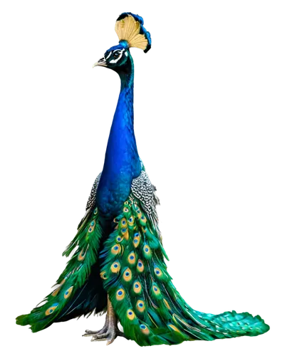 Colorful peacock, spread tail feathers, vibrant blue and green plumage, golden eyes, regal crown, standing proudly, full-body shot, shallow depth of field, soft natural light, warm color tone, cinemat