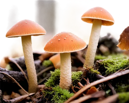 agarics,conocybe,milkcap,clitocybe,forest mushrooms,toadstools,mushroom landscape,gymnopilus,pluteus,fungi,mycena,inocybe,edible mushrooms,armillaria,mushrooms,psilocybe,hygrocybe,crown caps,tylopilus,fungal,Illustration,Abstract Fantasy,Abstract Fantasy 03