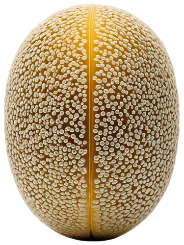 muskmelon,cantaloupe,caciocavallo,melon,cantalupo,cantaloupes,cobolli,mimolette cheese,cantalamessa,padano,lycoperdon,gourmelon,parmigiano,melongena,white pumpkin,spherules,gouda,pomelos,sporangium,granadilla,Conceptual Art,Daily,Daily 01