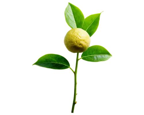 lemon tree,lemon background,lemon myrtle,yellow ball plant,lemon flower,morinda citrifolia,meyer lemon,citrus plant,persian lime,limonana,bergamot,lemon peel,allspice,ylang-ylang,jojoba oil,sacred fig,morinda,lemon basil,guava,starfruit plant,Art,Artistic Painting,Artistic Painting 07