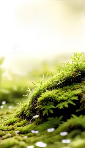 moss landscape,forest moss,moss,tree moss,mossy,bryophyte,bryophytes,green wallpaper,sporophyte,mosses,sporophytes,green waterfall,liverwort,moss saxifrage,forest floor,green trees with water,duckweed,frog background,green forest,nature background,Illustration,Japanese style,Japanese Style 19