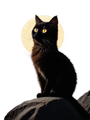 ravenpaw,moonshadow,halloween cat,pyewacket,samhain,nightwatchman,moonan,nightwatch,moonlights,morgana,shadowclan,bagheera,shadowcat,night watch,moonlit,moonlit night,halloween black cat,lamplight,cat portrait,black cat,Illustration,Paper based,Paper Based 27