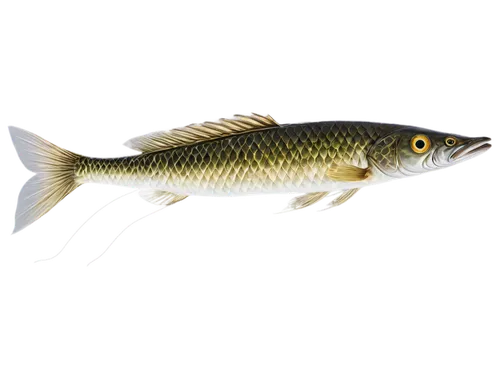 mosquitofish,rasbora,rapala,micropterus,etheostoma,freshwater fish,pikeminnow,topminnow,fundulus,nigriceps,notropis,stickleback,cychropsis,microlepis,muskellunge,zebrafish,apistogramma,killifish,minnow,siripala,Illustration,Abstract Fantasy,Abstract Fantasy 05