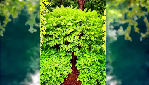 green border,green wallpaper,green background,green tree,evergreen trees,green trees,background view nature,thuja,tree moss,fir forest,fir green,greenery,nymphaeaceae,forest plant,coniferous,conifers,vegetation,green forest,dwarf tree,forest background,Illustration,Vector,Vector 16