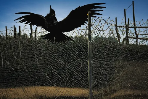 In a dystopian society, citizens are forbidden from crossing the electrified fence. Write a monologue from a rebellious character dreaming of freedom.,black vulture,bird protection net,wire fence,corv