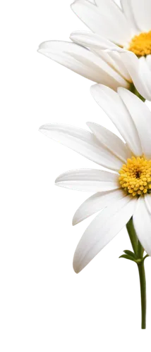 leucanthemum,the white chrysanthemum,white chrysanthemum,ox-eye daisy,oxeye daisy,leucanthemum maximum,chrysanthemum background,marguerite daisy,shasta daisy,flowers png,wood daisy background,white daisies,echinacea purpurea 'white swan,common daisy,mayweed,white chrysanthemums,camomile flower,flannel flower,south african daisy,echinacea,Illustration,Realistic Fantasy,Realistic Fantasy 22