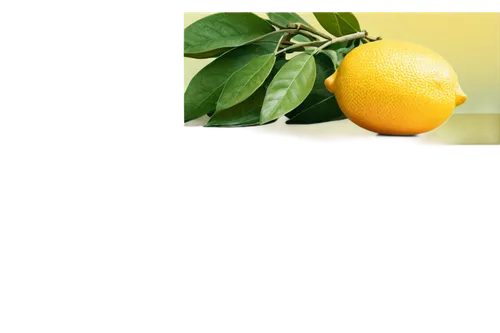 Fresh lemons, bright yellow skin, slight sheen, leafy green stem, citrus fruit, solitary, still life, morning light, soft focus, shallow depth of field, warm color tone, 3/4 composition, rectangular f