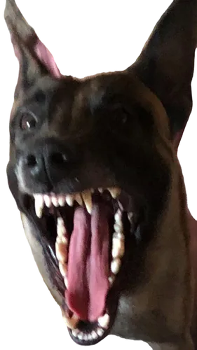 dogana,dogmeat,malinois,emogi,cujo,pugalur,chomper,kudubull,tenkodogo,dogaressa,doberan,dog,gundogmus,demonaco,kurji,dobermannt,dogrib,huahua,madra,scaretta