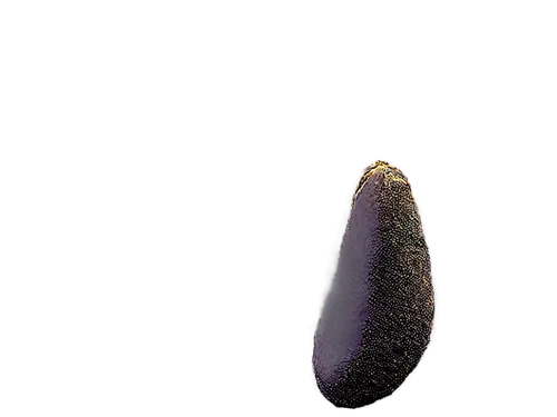 Purple eggplant, diseased, infected with anthracnose, black spots on leaves, yellowing leaves, wilting stem, white powdery patches, brown lesions, close-up shot, macro photography, natural light, shal