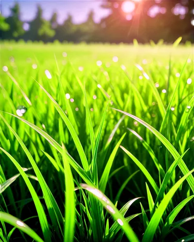 blooming grass,grass blossom,wheat germ grass,dew on grass,green grass,meadow fescue,block of grass,grass,grass grasses,blades of grass,blade of grass,arrowgrass,grass blades,lawn,meadow plant,ricefield,green lawn,quail grass,sweet grass plant,spring background,Illustration,Japanese style,Japanese Style 03