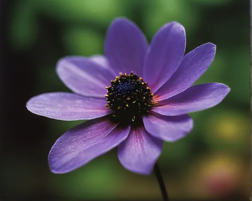 Compose a romantic poem about the delicate beauty of a flower named ebv, found in a secluded garden.,anemone japonica,anemone purple floral,cosmos flower,purple anemone,garden anemone,purple daisy,pur