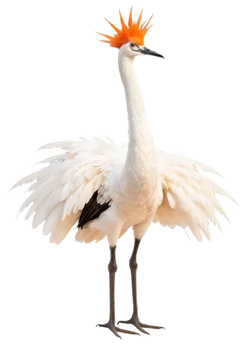 Large crane bird, white feathers, orange crown, long neck, sharp beak, standing pose, wings slightly open, bright eyes, detailed plumage texture, morning sunlight, soft focus background, 3/4 compositi