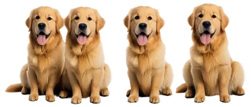 goldens,bloodhounds,retrievers,three dogs,labradors,golden retriever,quadrupeds,dog illustration,dog breed,animorphs,woofers,golden retriver,canines,retriever,labrador retriever,color dogs,service dogs,dog pure-breed,dog frame,bloodhound,Illustration,Retro,Retro 15