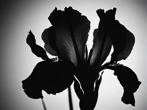 Iris On Black Photograph  - Iris On Black Fine Art Print,black hellebore,irises,black rose,hippeastrum,callas,wild iris,bellflowers,retro flower silhouette,amaryllis,bulbous flowers,monochrome photogr