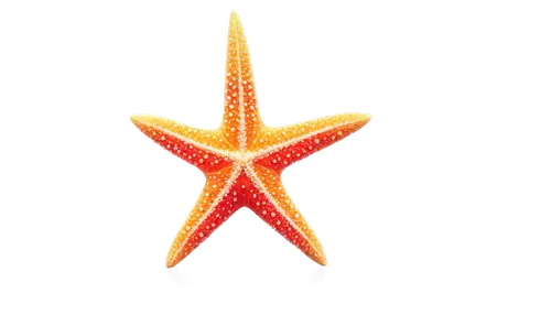 starfish, multiple arms, colorful, beach scene, solo, close-up, detailed texture, shiny surface, soft focus, warm lighting, 3/4 composition, vibrant color tone, HD resolution.

Let me know if you'd li