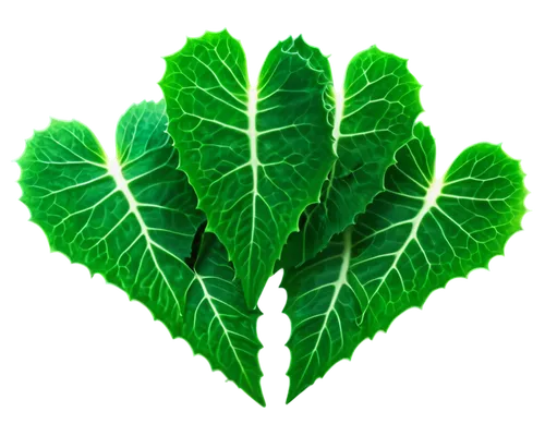 Cucumber leaves, dark green, heart-shaped, serrated edges, pointed tips, thick stems, scattered hairs, soft texture, gentle curves, natural light, 3/4 composition, shallow depth of field, warm color t