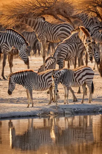 Zebras and a giraffe drinking at a waterhole in Etosha with wildebeest and warthogs nearby.,etosha,zebra crossing,burchell's zebra,watering hole,namibia,serengeti,wild animals crossing,zebras,water ho