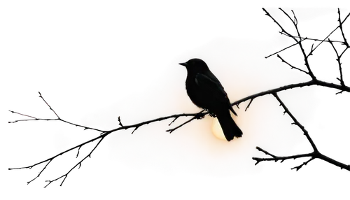 crow in silhouette,nocturnal bird,night bird,american crow,bird on branch,purple martin,american robin,bird on tree,bird in tree,baltimore oriole,redstarts,nightbird,eastern kingbird,flycatcher,oriole,female silhouette,3d crow,bird on the tree,jackdaw,currawongs,Illustration,Abstract Fantasy,Abstract Fantasy 01