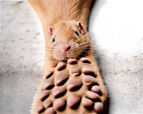 Rat footprint, detailed fur texture, small size, five toes, claw marks, dusty ground, close-up shot, shallow depth of field, warm color tone, natural light, 3/4 composition, realistic rendering.,hairt