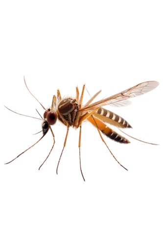 drosophila,dolichopodidae,chelydridae,drosophila melanogaster,aedes albopictus,earwig,horse flies,wasps,cosmeatria,membrane-winged insect,mosquitoe,artificial fly,elapidae,syrphid fly,geophaps plumifera,halictidae,dengue,hymenoptera,mantidae,field wasp,Conceptual Art,Oil color,Oil Color 19