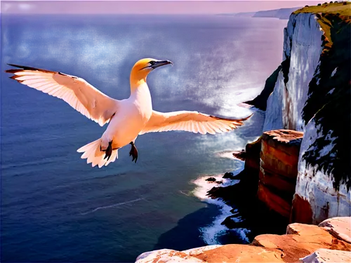 cape gannet,northern gannet,gannet,northern gannets,gannets,seagull in flight,fulmars,cape gannet preening,seagull flying,flying sea gulls,seagull,indian sea gull,tropicbird,seabird,tropicbirds,sea gull,take-off of a cliff,seagle,seabirds,cygnes,Illustration,Paper based,Paper Based 25