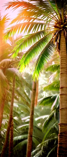 palm field,palm forest,palm leaves,palm branches,palm fronds,palm pasture,palms,palmtrees,palm tree,watercolor palm trees,palmtree,royal palms,palm tree vector,palm trees,coconut palms,coconut palm tree,two palms,palm,wine palm,palm garden,Illustration,Realistic Fantasy,Realistic Fantasy 02