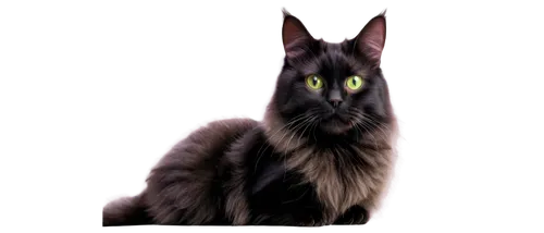 hollyleaf cherry,cat vector,british longhair cat,domestic long-haired cat,nebelung,maincoon,norwegian forest cat,breed cat,pet black,british semi-longhair,felidae,gray cat,turkish angora,chartreux,png transparent,cat image,kurilian bobtail,american bobtail,belgian shepherd,cat portrait,Illustration,American Style,American Style 09