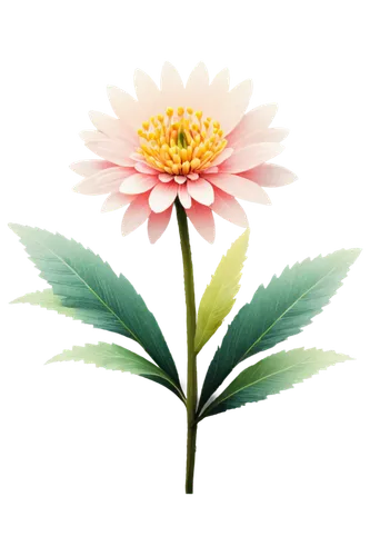 chrysanthemum background,flowers png,chrysanthemum,korean chrysanthemum,chrysanthemum cherry,flower illustrative,pink chrysanthemum,wood daisy background,leucanthemum,celestial chrysanthemum,the white chrysanthemum,flower background,gerbera flower,flower illustration,siberian chrysanthemum,xerochrysum bracteatumm,chrysanthemum grandiflorum,common zinnia,wild chrysanthemum,garden chrysanthemum,Illustration,Black and White,Black and White 27