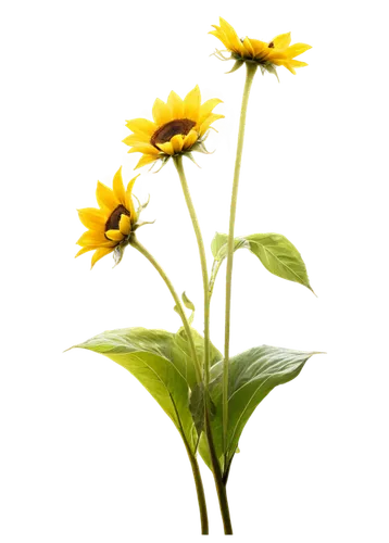 rudbeckia,helianthus occidentalis,rudbeckia nidita,flowers png,rudbeckia fulgida,helianthus,helianthus annuus,rudbeckia nitida,woodland sunflower,helianthus tuberosus,stored sunflower,small sun flower,helianthus sunbelievable,sunflowers in vase,sunflower lace background,sunflower,arnica,asteraceae,sunflowers and locusts are together,flowers sunflower,Illustration,Realistic Fantasy,Realistic Fantasy 45