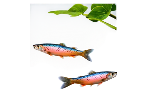 diamond tetra,ornamental fish,tobaccofish,freshwater fish,aquarium fish feed,cichla,trout breeding,aquatic herb,fish pictures,aquaculture,fish oil capsules,fjord trout,koi carps,fish oil,betta splendens,two fish,discus fish,koi carp,freshwater aquarium,wrasses,Photography,Artistic Photography,Artistic Photography 03