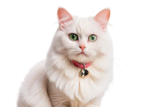 white cat,cat vector,cat portrait,pet portrait,british longhair cat,snowbell,himalayan persian,portrait background,suara,firecat,siberian cat,breed cat,transparent background,light fur,cat image,korin,colotti,miao,whiskas,pink cat,Art,Artistic Painting,Artistic Painting 21