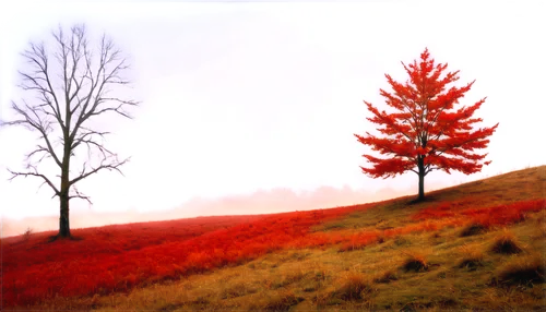 red tree,landscape red,autumn frame,lone tree,autumn background,autumn tree,fall landscape,late autumn,autumn scenery,autumn landscape,autumn idyll,isolated tree,autumn trees,one autumn afternoon,fall foliage,autumn fog,autumn color,acers,lonetree,maple tree,Conceptual Art,Fantasy,Fantasy 15