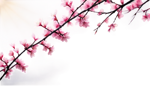 japanese sakura background,japanese floral background,plum blossoms,sakura background,sakura cherry tree,hanami,sakura tree,sakura blossoms,japanese cherry blossom,plum blossom,japanese cherry blossoms,japanese cherry,cherry blossoms,takato cherry blossoms,sakura flower,sakura blossom,cold cherry blossoms,cherry blossom branch,cherry blossom,spring background,Illustration,Vector,Vector 09