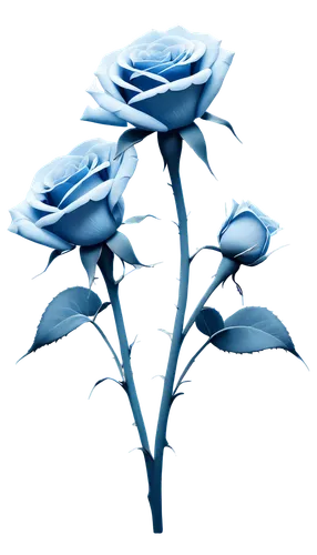 flowers png,blue rose,rose png,blue flower,blue petals,blue flowers,cleanup,rose flower illustration,blue moon rose,himilayan blue poppy,blue chrysanthemum,minimalist flowers,cyanus cornflower,defense,blue rose near rail,flower background,datura,paper flower background,plumbago,flower illustration,Illustration,Realistic Fantasy,Realistic Fantasy 29