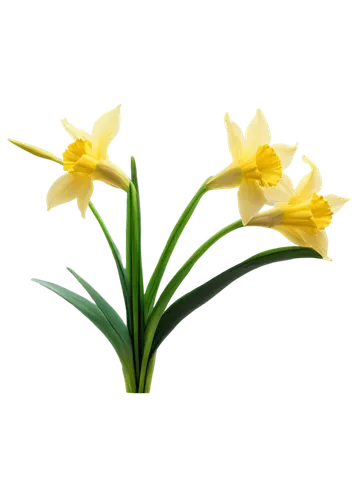 flowers png,spring leaf background,tulip background,flower background,easter lilies,daffodils,jonquils,yellow daffodils,spring background,daff,yellow daffodil,daffyd,filled daffodil,daffodil,flower wallpaper,imbolc,the trumpet daffodil,jonquil,springtime background,flower illustration,Illustration,Realistic Fantasy,Realistic Fantasy 08