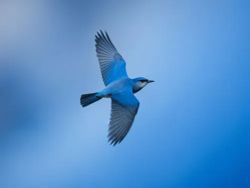 a small blue bird is flying with wings spread,flying tern,black tern,bird in flight,sterna hirundo,fairy tern,hirundo